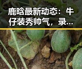 鹿晗最新动态：牛仔装秀帅气，录制现场引发关注